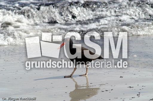 Schwarzer Austernfischer (4 von 14).jpg